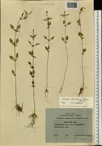 Mosla dianthera (Buch.-Ham. ex Roxb.) Maxim., Siberia, Russian Far East (S6) (Russia)