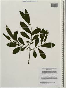 Salix cinerea L., Eastern Europe, North-Western region (E2) (Russia)