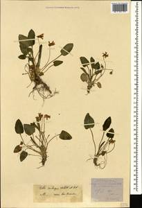 Viola ambigua Waldst. & Kit., Caucasus, Stavropol Krai, Karachay-Cherkessia & Kabardino-Balkaria (K1b) (Russia)