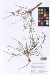 Scorzonera cana (C. A. Mey.) O. Hoffm., Eastern Europe, Lower Volga region (E9) (Russia)