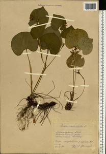 Viola mirabilis L., Eastern Europe, Eastern region (E10) (Russia)