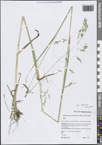 Poa remota Forselles, Siberia, Baikal & Transbaikal region (S4) (Russia)