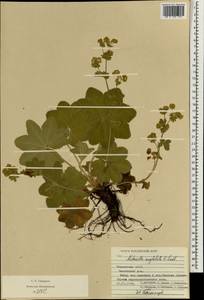 Alchemilla conglobata H. Lindb., Eastern Europe, Middle Volga region (E8) (Russia)