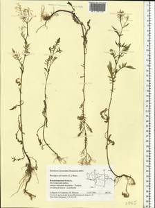 Rorippa sylvestris (L.) Besser, Eastern Europe, Central region (E4) (Russia)