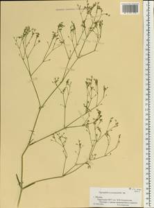 Gypsophila scorzonerifolia Ser., Eastern Europe, Moscow region (E4a) (Russia)