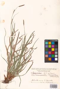 Carex distans L., Eastern Europe, South Ukrainian region (E12) (Ukraine)