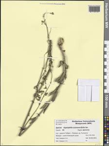 Gypsophila scorzonerifolia Ser., Caucasus, Dagestan (K2) (Russia)