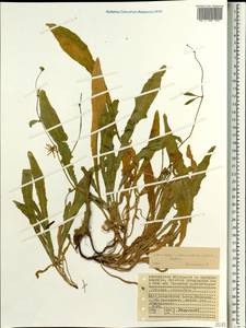 Launaea sarmentosa (Willd.) Sch. Bip. ex Kuntze, Africa (AFR) (Seychelles)