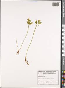 Ranunculus nivalis L., Siberia, Central Siberia (S3) (Russia)
