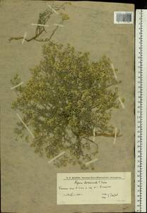 Odontarrhena tortuosa subsp. tortuosa, Eastern Europe, Lower Volga region (E9) (Russia)