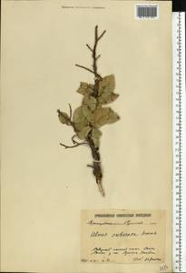 Ulmus minor subsp. minor, Eastern Europe, Lower Volga region (E9) (Russia)