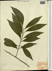 Cocculus laurifolius DC., South Asia, South Asia (Asia outside ex-Soviet states and Mongolia) (ASIA) (Georgia)