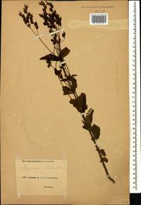 Hypericum montanum L., Caucasus, Abkhazia (K4a) (Abkhazia)