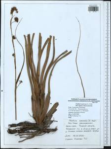 Cladium mariscus (L.) Pohl, Eastern Europe, Central region (E4) (Russia)