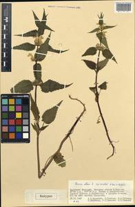 Lamium album subsp. barbatum (Siebold & Zucc.) Mennema, Mongolia (MONG) (Mongolia)