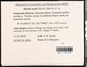 Blindia acuta (Hedw.) Bruch & Schimp., Bryophytes, Bryophytes - Russian Far East (excl. Chukotka & Kamchatka) (B20) (Russia)