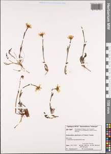 Endocellion sibiricum (J. F. Gmel.) J. Toman, Siberia, Central Siberia (S3) (Russia)