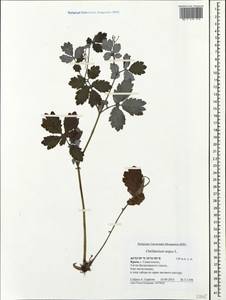 Chelidonium majus L., Crimea (KRYM) (Russia)