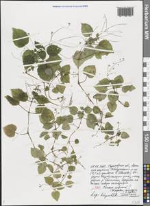 Circaea ×intermedia Ehrh., Eastern Europe, Lower Volga region (E9) (Russia)