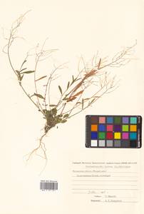 Arabidopsis lyrata subsp. kamchatica (Fisch. ex DC.) O'Kane & Al-Shehbaz, Siberia, Chukotka & Kamchatka (S7) (Russia)