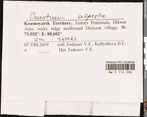 Cnestrum alpestre (Wahlenb.) Nyholm, Bryophytes, Bryophytes - Krasnoyarsk Krai, Tyva & Khakassia (B17) (Russia)