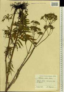Valeriana rossica P. A. Smirn., Eastern Europe, Central forest-and-steppe region (E6) (Russia)