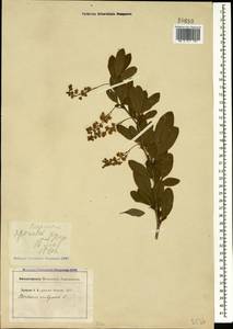 Berberis vulgaris L., Caucasus, Stavropol Krai, Karachay-Cherkessia & Kabardino-Balkaria (K1b) (Russia)
