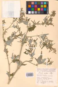 Atriplex aucheri Moq., Eastern Europe, Lower Volga region (E9) (Russia)