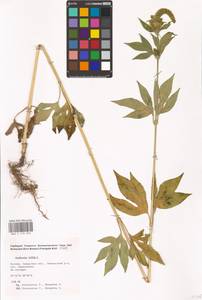 Ambrosia trifida L., Eastern Europe, Middle Volga region (E8) (Russia)