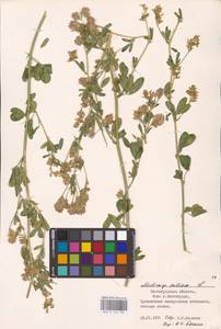 Medicago sativa L., Eastern Europe, Lower Volga region (E9) (Russia)