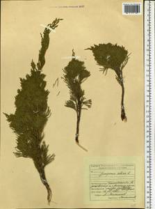 Juniperus sabina L., Eastern Europe, Middle Volga region (E8) (Russia)