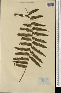 Cyathea petiolata (Hook.) R. M. Tryon, South Asia, South Asia (Asia outside ex-Soviet states and Mongolia) (ASIA) (Philippines)