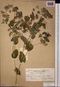 Bupleurum rotundifolium L., Siberia, Russian Far East (S6) (Russia)