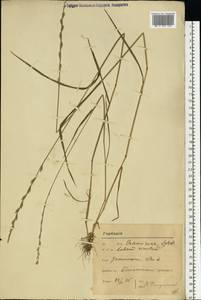 Lolium remotum Schrank, Eastern Europe, Moscow region (E4a) (Russia)