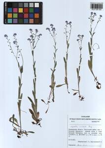 Myosotis imitata Serg., Siberia, Altai & Sayany Mountains (S2) (Russia)