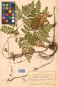 Dryopteris amurensis (Milde) Christ, Siberia, Russian Far East (S6) (Russia)