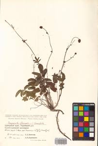 Sanguisorba officinalis L., Siberia, Russian Far East (S6) (Russia)