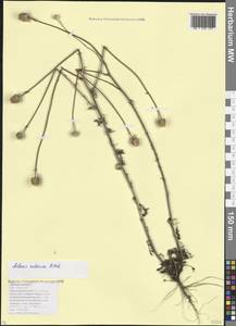 Anthemis ruthenica M.Bieb., Caucasus, Krasnodar Krai & Adygea (K1a) (Russia)