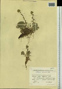 Artemisia glomerata Ledeb., Siberia, Chukotka & Kamchatka (S7) (Russia)