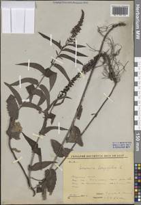 Veronica longifolia L., Siberia, Yakutia (S5) (Russia)