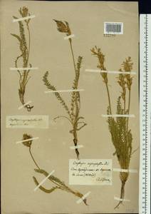 Oxytropis myriophylla (Pall.) DC., Siberia, Baikal & Transbaikal region (S4) (Russia)