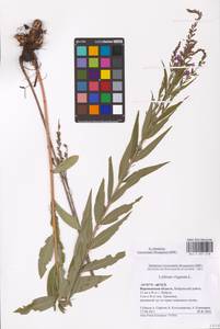 Lythrum virgatum L., Eastern Europe, Central forest-and-steppe region (E6) (Russia)