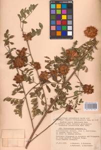 Glycyrrhiza echinata L., Eastern Europe, Lower Volga region (E9) (Russia)