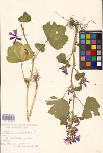 Malva sylvestris var. mauritiana (L.) Boiss., Eastern Europe, Moscow region (E4a) (Russia)