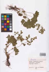 Alchemilla, Eastern Europe, West Ukrainian region (E13) (Ukraine)