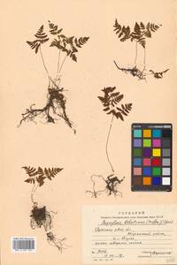 Gymnocarpium robertianum (Hoffm.) Newman, Siberia, Russian Far East (S6) (Russia)