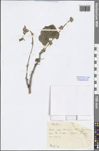 Malva, South Asia, South Asia (Asia outside ex-Soviet states and Mongolia) (ASIA) (China)