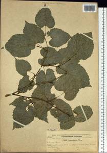 Tilia amurensis Rupr., Siberia, Russian Far East (S6) (Russia)