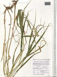 Phalaris arundinacea L., Eastern Europe, Northern region (E1) (Russia)