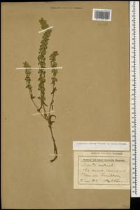 Sideritis montana subsp. montana, Caucasus, Stavropol Krai, Karachay-Cherkessia & Kabardino-Balkaria (K1b) (Russia)